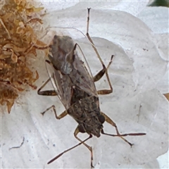 Nysius sp. (genus) (Seed bug) at Russell, ACT - 13 Nov 2024 by Hejor1