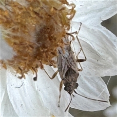 Nysius sp. (genus) at Russell, ACT - 13 Nov 2024 11:56 AM