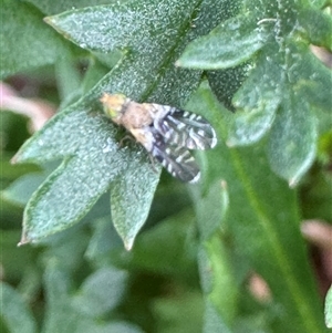 Spathulina acroleuca (A seed fly) at Russell, ACT by Hejor1