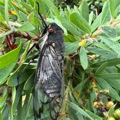 Psaltoda moerens (Redeye cicada) at Russell, ACT - 13 Nov 2024 by Hejor1