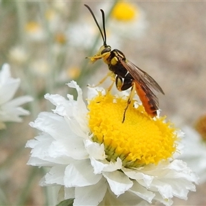 Labium sp. (genus) at Acton, ACT - 13 Nov 2024