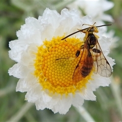 Labium sp. (genus) at Acton, ACT - 13 Nov 2024