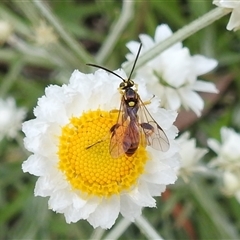 Labium sp. (genus) at Acton, ACT - 13 Nov 2024