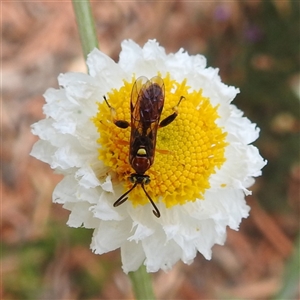 Labium sp. (genus) at Acton, ACT - 13 Nov 2024