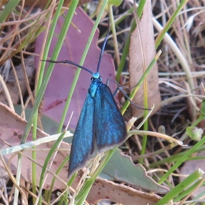 Pollanisus (genus) (A Forester Moth) at Hall, ACT - 8 Nov 2024 by Christine