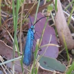 Pollanisus (genus) at Hall, ACT - 8 Nov 2024 10:42 AM