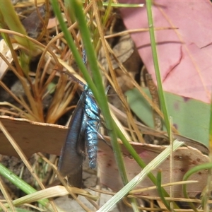 Pollanisus (genus) at Hall, ACT - 8 Nov 2024