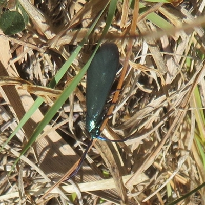 Pollanisus (genus) (A Forester Moth) at Hall, ACT - 8 Nov 2024 by Christine