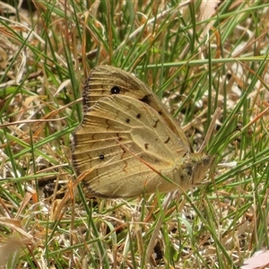 Heteronympha merope at Hall, ACT - 8 Nov 2024 11:51 AM