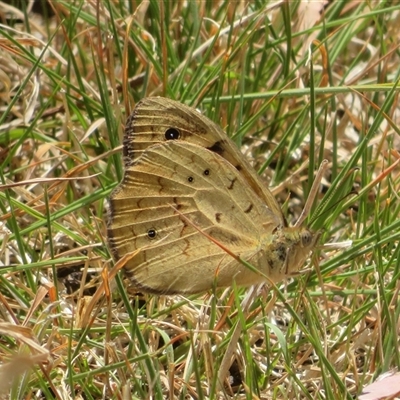 Heteronympha merope (Common Brown Butterfly) at Hall, ACT - 8 Nov 2024 by Christine