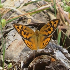 Heteronympha merope at Hall, ACT - 8 Nov 2024 11:51 AM