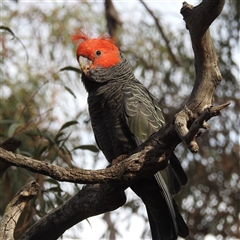 Callocephalon fimbriatum (Gang-gang Cockatoo) at Acton, ACT - 13 Nov 2024 by HelenCross