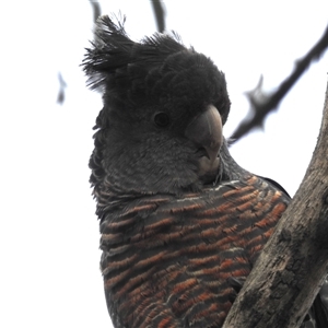 Callocephalon fimbriatum at Acton, ACT - 13 Nov 2024