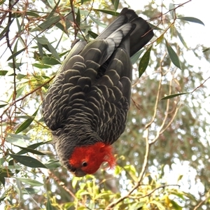 Callocephalon fimbriatum at Acton, ACT - 13 Nov 2024