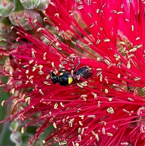 Hylaeus (Hylaeorhiza) nubilosus at Duffy, ACT - 30 Oct 2024 06:35 PM