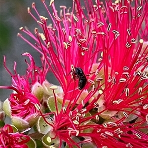 Apiformes (informal group) at Duffy, ACT - 30 Oct 2024 06:34 PM