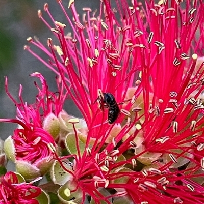 Apiformes (informal group) (Unidentified bee) at Duffy, ACT - 30 Oct 2024 by actforbees