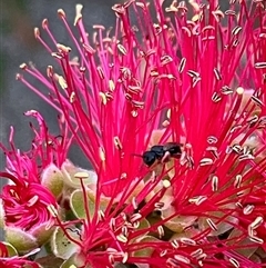 Apiformes (informal group) at Duffy, ACT - 30 Oct 2024 06:34 PM