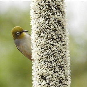 Zosterops lateralis (Silvereye) at Acton, ACT by HelenCross