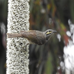 Caligavis chrysops at Acton, ACT - 14 Nov 2024