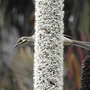 Caligavis chrysops at Acton, ACT - 14 Nov 2024