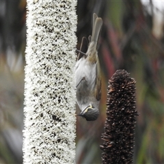 Caligavis chrysops at Acton, ACT - 14 Nov 2024 10:44 AM