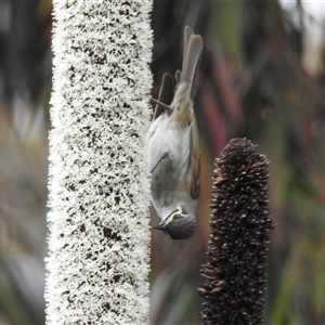 Caligavis chrysops at Acton, ACT - 14 Nov 2024