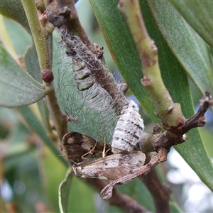 Anestia ombrophanes (Anestia ombrophanes) at Freshwater Creek, VIC by WendyEM