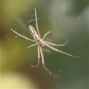 Tetragnatha demissa (Tetragnatha demissa) at Gundaroo, NSW by ConBoekel