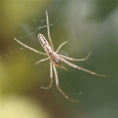 Tetragnatha demissa (Crouching Long-jawed Spider) at Gundaroo, NSW - 11 Nov 2024 by ConBoekel