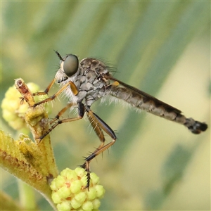 Cerdistus sp. (genus) (Slender Robber Fly) at Gundaroo, NSW by ConBoekel