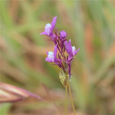 Linaria pelisseriana (Pelisser's Toadflax) at Gundaroo, NSW - 10 Nov 2024 by ConBoekel