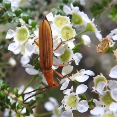 Stenoderus concolor (Longhorn Beetle) at Acton, ACT - 14 Nov 2024 by HelenCross