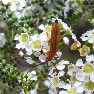 Stenoderus concolor at Acton, ACT - 14 Nov 2024