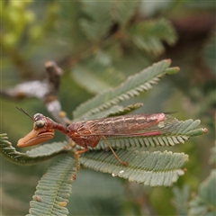 Campion sp. (genus) (Mantis Fly) at Gundaroo, NSW - 10 Nov 2024 by ConBoekel