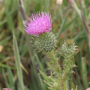 Cirsium vulgare at Gundaroo, NSW - 11 Nov 2024