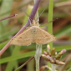 Scopula rubraria (Reddish Wave, Plantain Moth) at Gundaroo, NSW - 11 Nov 2024 by ConBoekel