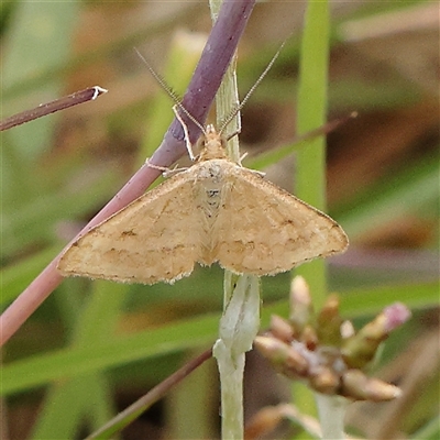 Scopula rubraria at Gundaroo, NSW - 10 Nov 2024 by ConBoekel