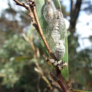 Anestia ombrophanes (Anestia ombrophanes) at Freshwater Creek, VIC by WendyEM