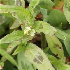 Persicaria prostrata (Creeping Knotweed) at Gundaroo, NSW - 10 Nov 2024 by ConBoekel