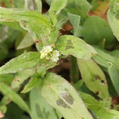 Persicaria prostrata (Creeping Knotweed) at Gundaroo, NSW - 10 Nov 2024 by ConBoekel