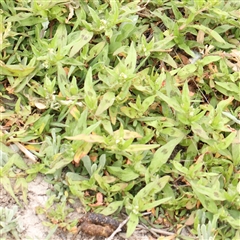 Persicaria prostrata at Gundaroo, NSW - 11 Nov 2024 08:18 AM