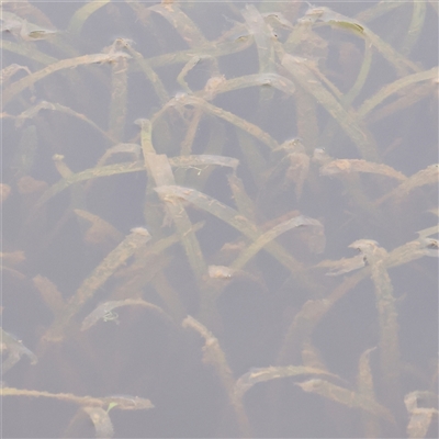 Vallisneria australis (Ribbonweed, Eelweed) at Gundaroo, NSW - 11 Nov 2024 by ConBoekel