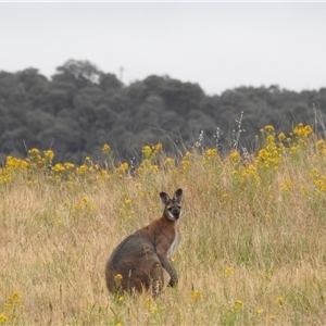 Notamacropus rufogriseus at Kambah, ACT - 15 Nov 2024 05:50 AM