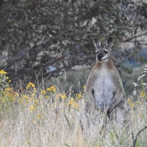 Notamacropus rufogriseus at Kambah, ACT - 15 Nov 2024 05:50 AM