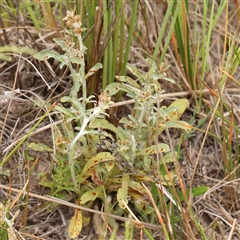 Gamochaeta impatiens (A cudweed) at Gundaroo, NSW - 10 Nov 2024 by ConBoekel