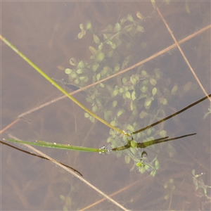 Elatine gratioloides at Gundaroo, NSW - 11 Nov 2024