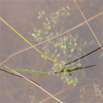 Elatine gratioloides (Waterwort) at Gundaroo, NSW - 10 Nov 2024 by ConBoekel