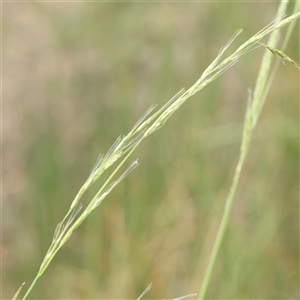 Amphibromus nervosus at Gundaroo, NSW - 11 Nov 2024