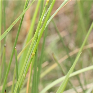 Amphibromus nervosus at Gundaroo, NSW - 11 Nov 2024